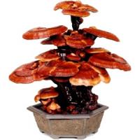 Reishi Extract ß-Glucan 10% & Triterpenoide 4% (spores) + 20mg Vitamin C 100 capsules á 250mg